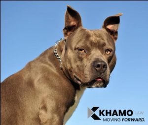 Michigan Dog Bite Lawyers | Khamo Law