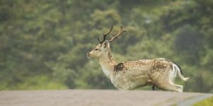 Deer Collision Ottawa County