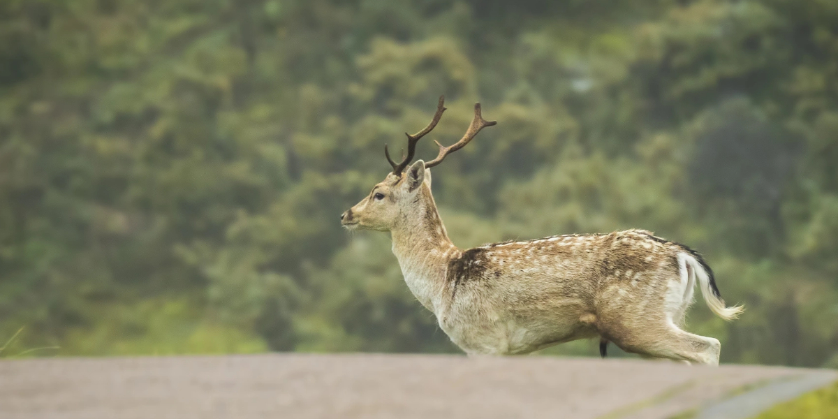 Deer Collision Ottawa County